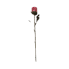 pink chocolate rose